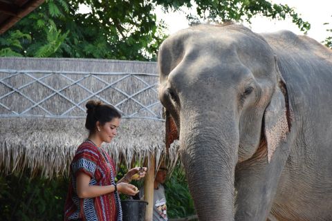 Santuario degli elefanti: tour etico interattivo da Pattaya