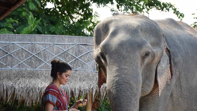 pattaya ethical elephant sanctuary interactive tour