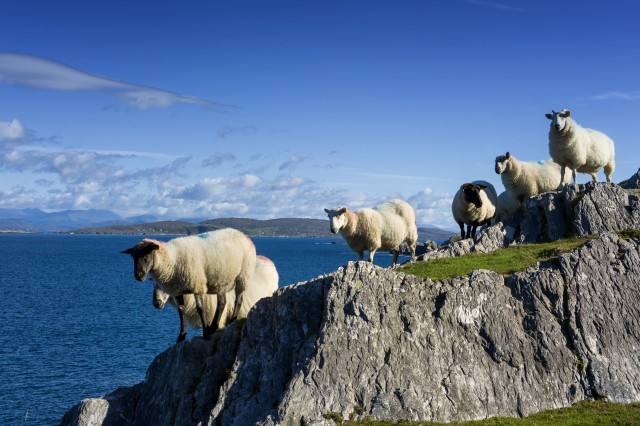 Visit Private Wild Atlantic Day Tour from Cork in Cliffs of Moher & Ennis, Ireland