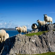 Private Wild Atlantic Day Tour from Cork