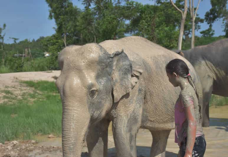 From Bangkok: Pattaya Ethical Elephant Sanctuary Day Trip | GetYourGuide