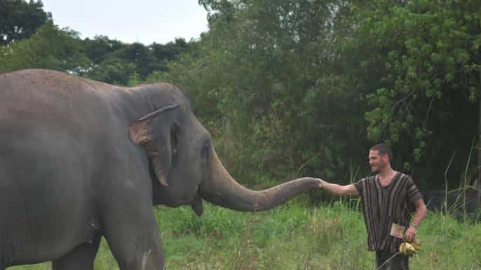 from bangkok pattaya ethical elephant sanctuary day trip