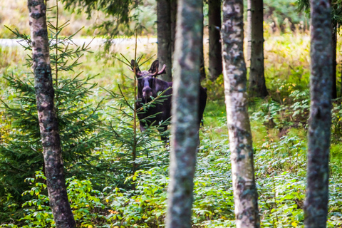 Vanuit Stockholm: wildlife-safari met diner bij kampvuur