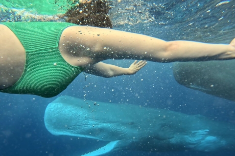 Eco-vriendelijke dolfijnentour in Mauritius Le MorneEco-vriendelijke dolfijnentocht op Mauritius Le Morne, Ma