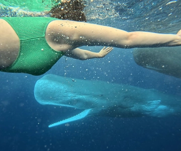 Mauritius Le Morne: Eco-Friendly Dolphin Watching Tour