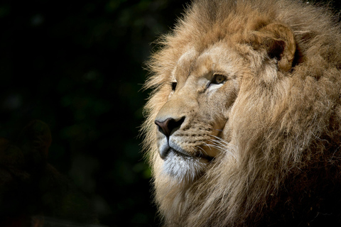 3 días en maasai mara