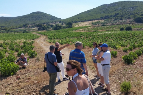 Athènes : visite privée des vins et déjeuner au bord de la merSurclassement Premium
