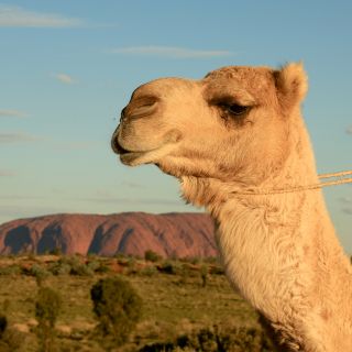 Uluru: Morning 45-Minute Camel Ride