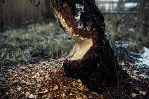Stockholm: Sunset Canoe Beaver Safari & BBQ on Island Stockholm Pickup & Drop-off