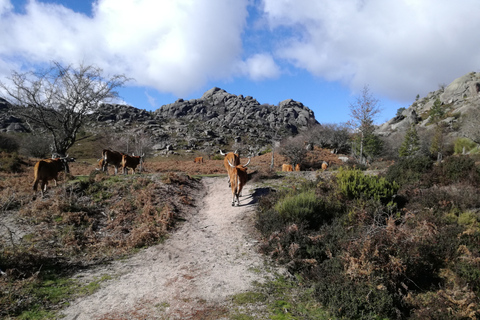 Do Porto: Caminhar, nadar ou simplesmente explorar o Parque Nacional do GerêsCaminha e nada no Parque Nacional do Gerês.