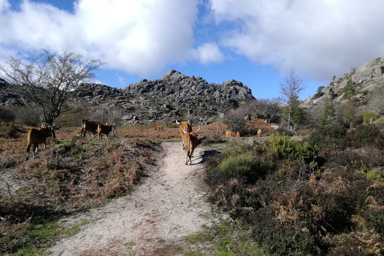 Do Porto: Caminhar, nadar ou simplesmente explorar o Parque Nacional do GerêsCaminha e nada no Parque Nacional do Gerês.