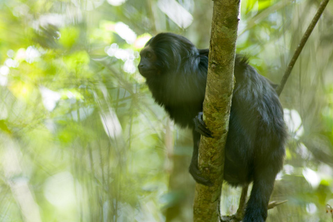 Observación del tití león negro en libertad