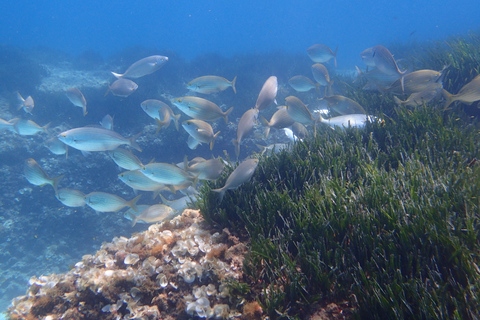 Mallorca: Snorkla i vackert naturreservatMallorca: Snorkling i ett vackert naturreservat