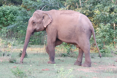 De Ella: Udawalawa Safari &amp; Drop Hikkaduwa/Galle/Mirissa