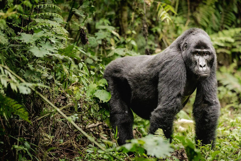 坎帕拉：Mburo湖、Bunyonyi湖和大猩猩徒步之旅（3天）坎帕拉：姆布罗湖、布尼奥尼湖和大猩猩徒步之旅（3 天）