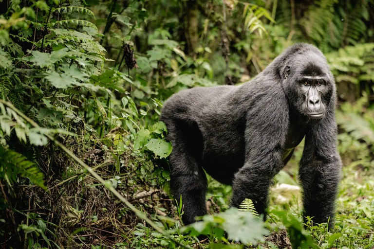 乌干达：3 天布温迪大猩猩和基巴莱黑猩猩徒步之旅乌干达：布温迪大猩猩和基巴莱黑猩猩徒步之旅（3 天）