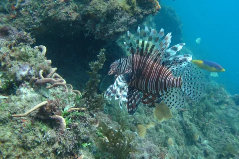 Cahuita National Park: Guided Hike with Snorkel and Lunch
