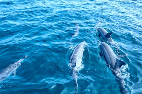 Mallorca: Dolphin Watching Glass Bottom Boat Tour