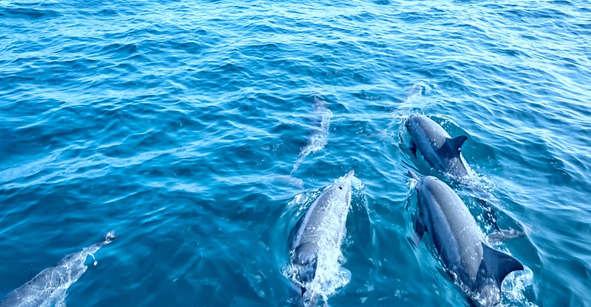 Mallorca: Dolphin Watching Glass Bottom Boat Tour