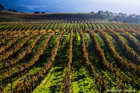 Degustação de vinhos - excursão particular de meio diaDegustação de vinhos Tour privado de meio dia