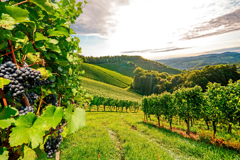 Degustazione di vini - Tour privato di mezza giornataTour privato di mezza giornata con degustazione di vini