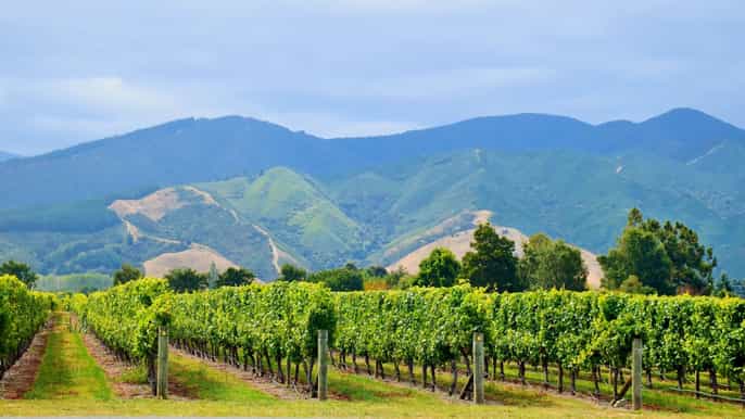 from picton marlborough wine region tour with tastings