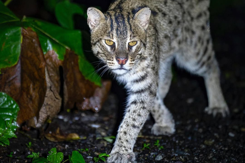 Into the Night: Open-Roof Jeep Adventure Around Sigiriya