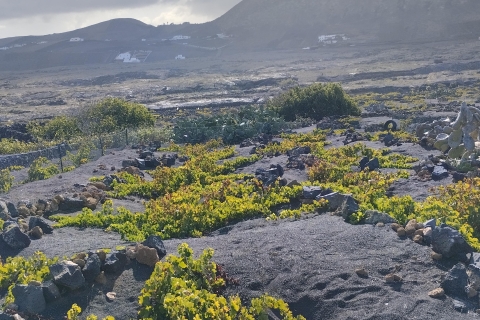 Weintourismus auf Lanzarote: die ersten Weinberge in Masdache