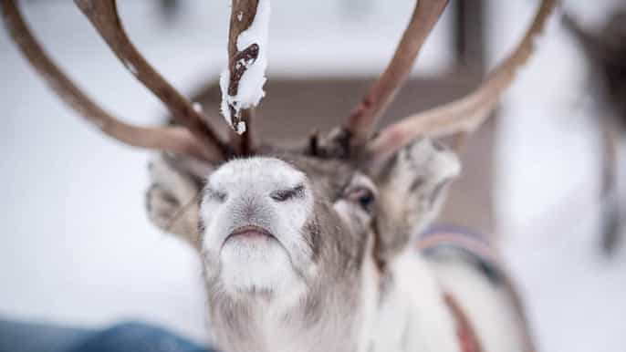 rovaniemi snow fun day combo