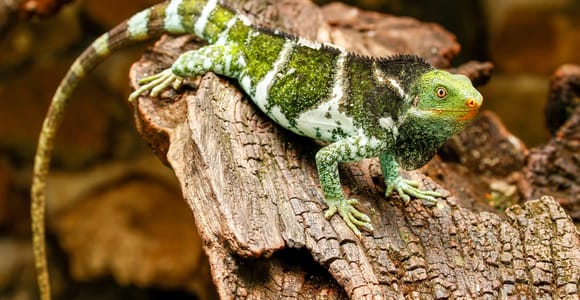 Discover Fijian Culture and Reptiles