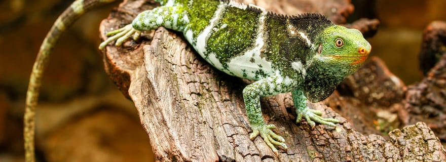 Découvrez la culture fidjienne et les reptiles