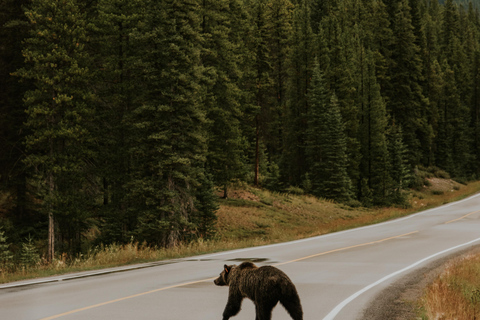 Banff: Guided Nature Walk with Bear Country Safety Tips