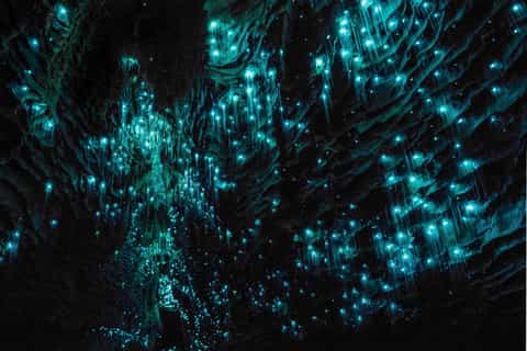 Desde Auckland: excursión de un día a las cuevas de Hobbiton, Rotorua y Waitomo