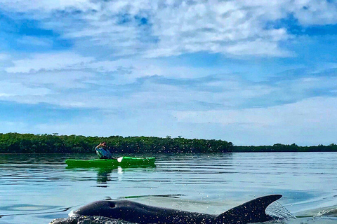 Tierra Verde FL: Coastal Kayaking Tour in Shell Key Single Kayak