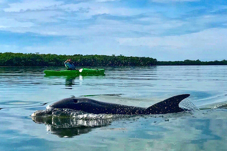 Tierra Verde FL: Coastal Kayaking Tour in Shell Key Single Kayak