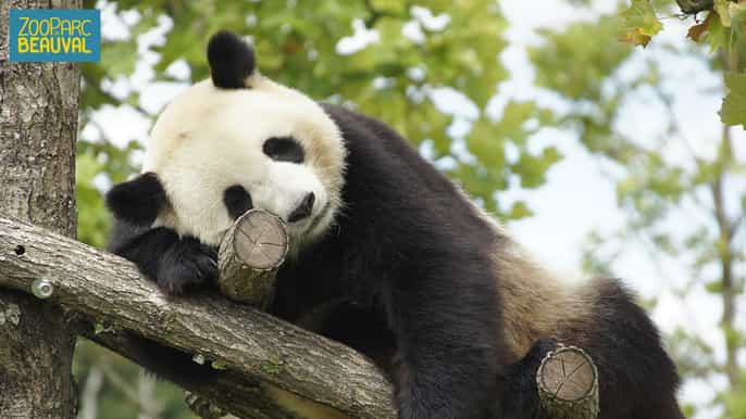 zooparc de beauval day admission ticket