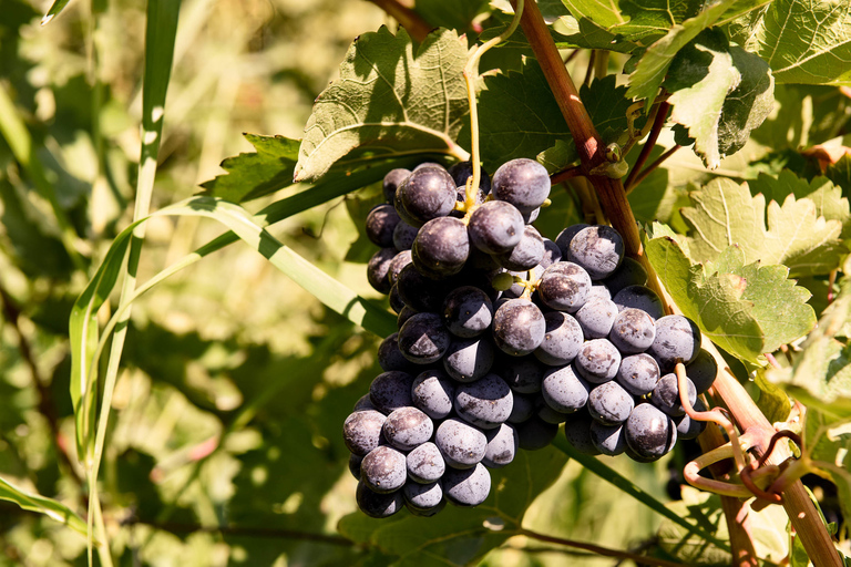 Armenia: Fiesta del Vino, Brandy y Cangrejos.