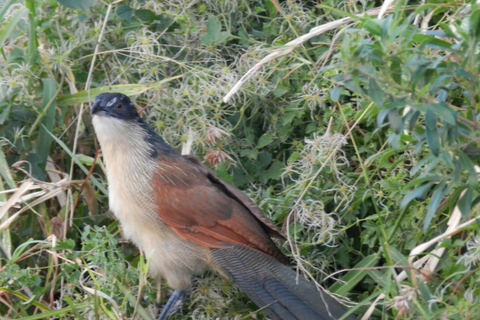 Hluhluwe-iMfolozi Park - Open Safari Vehicle Game Drives