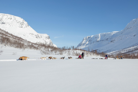 Desde Tromsø: Aventura en trineo tirado por perros en TamokdalenAventura en trineo tirado por perros en Tamokdalen: Salida a mediodía