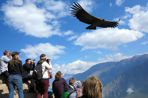 Depuis Arequipa : visite guidée du canyon de Colca avec repasOption 1 : Excursion au canyon de Colca avec petit-déjeuner