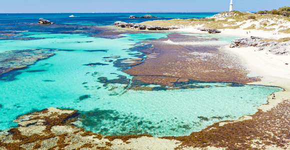 Rottnest Grand Island Paket mit Fähre, Tour & Light Lunch