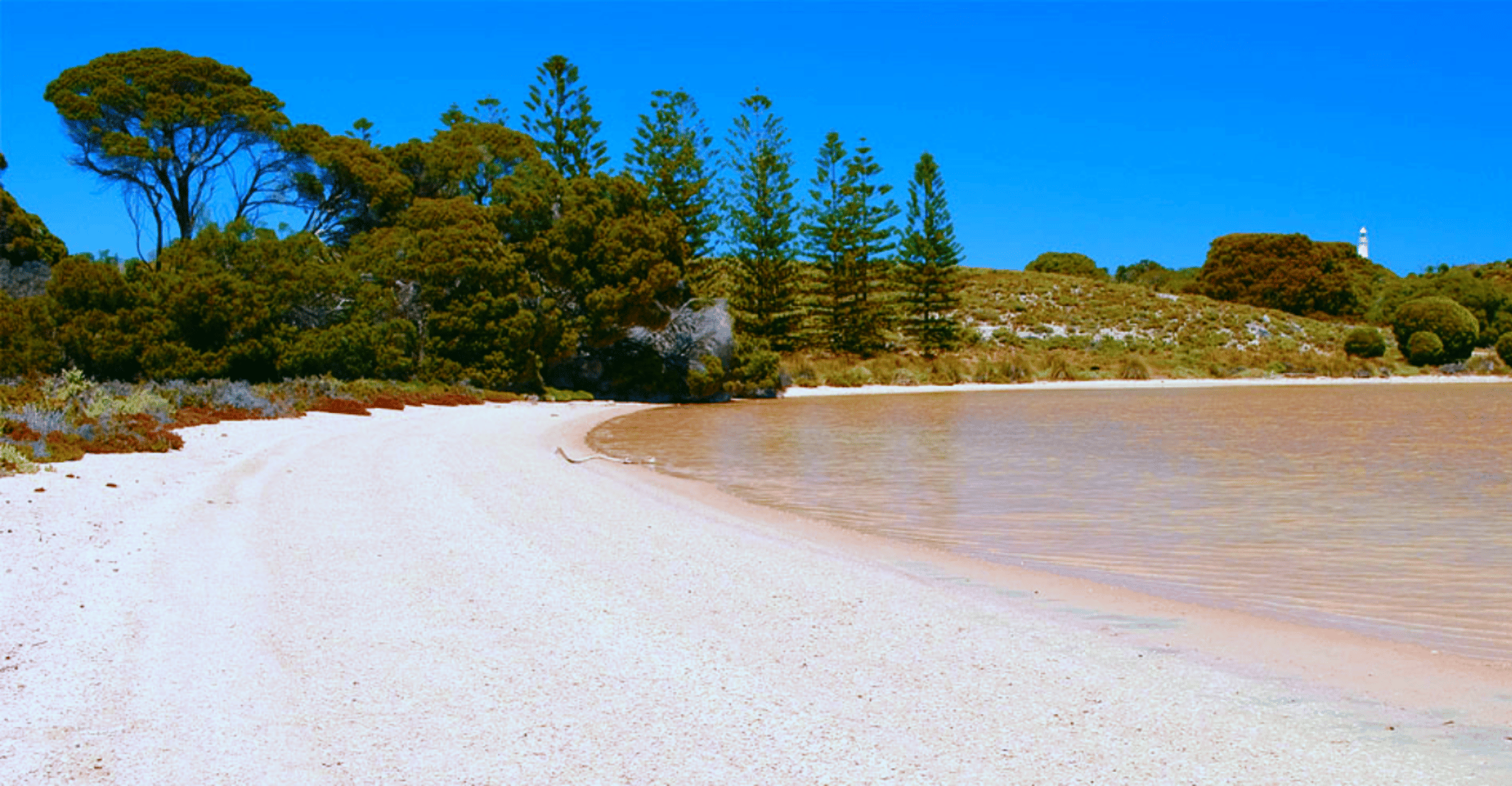 Rottnest Grand Island Package with Ferry, Tour & Light Lunch - Housity