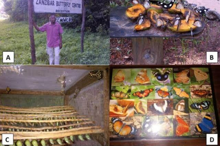 Zanzibar: Jozani Forest, Tortoise Park, & Butterfly Tour Private tour without hotel pick up and drop off