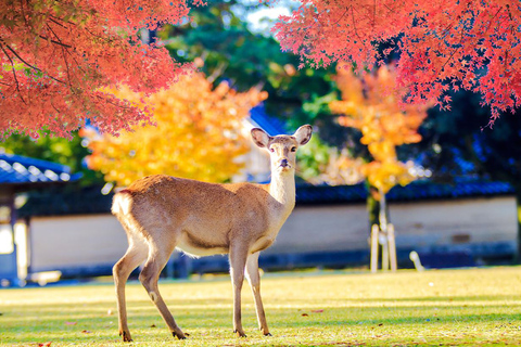 Kyoto and Nara UNESCO Highlights Full-day Tour From OsakaKyoto 9:50am pick-up