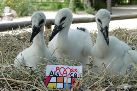 Pass-Alsace: het beste van de Elzas in je zakWinter pas-Elzas