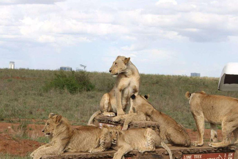 Nairobi National Park Half-Day Game Drive