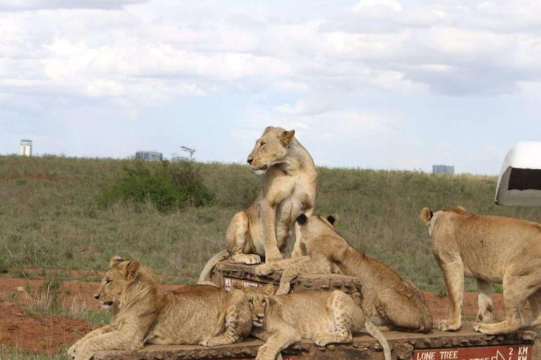 Nairobi National Park Half-Day Game Drive