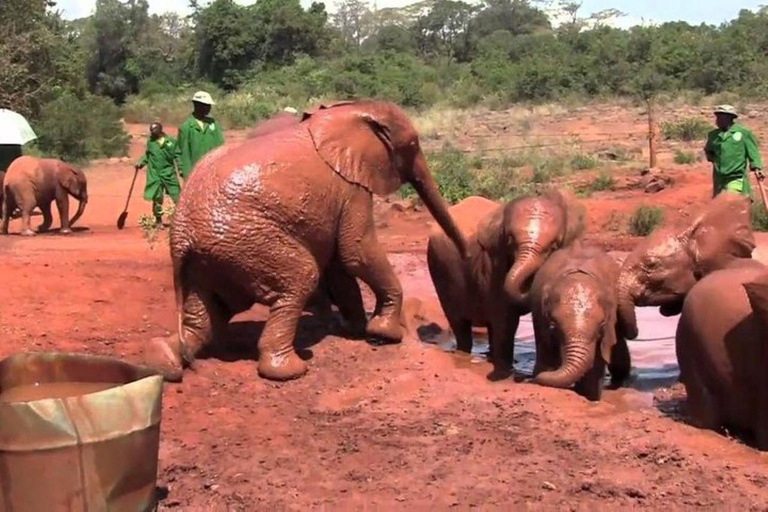 Nairobi: David Sheldrick Elephant Orphanage Visit