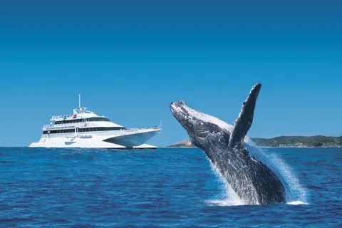 Moreton Island: Tangalooma Day Trip & Whale Watching Cruise