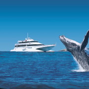 Moreton Island: Tangalooma Day Trip & Whale Watching Cruise